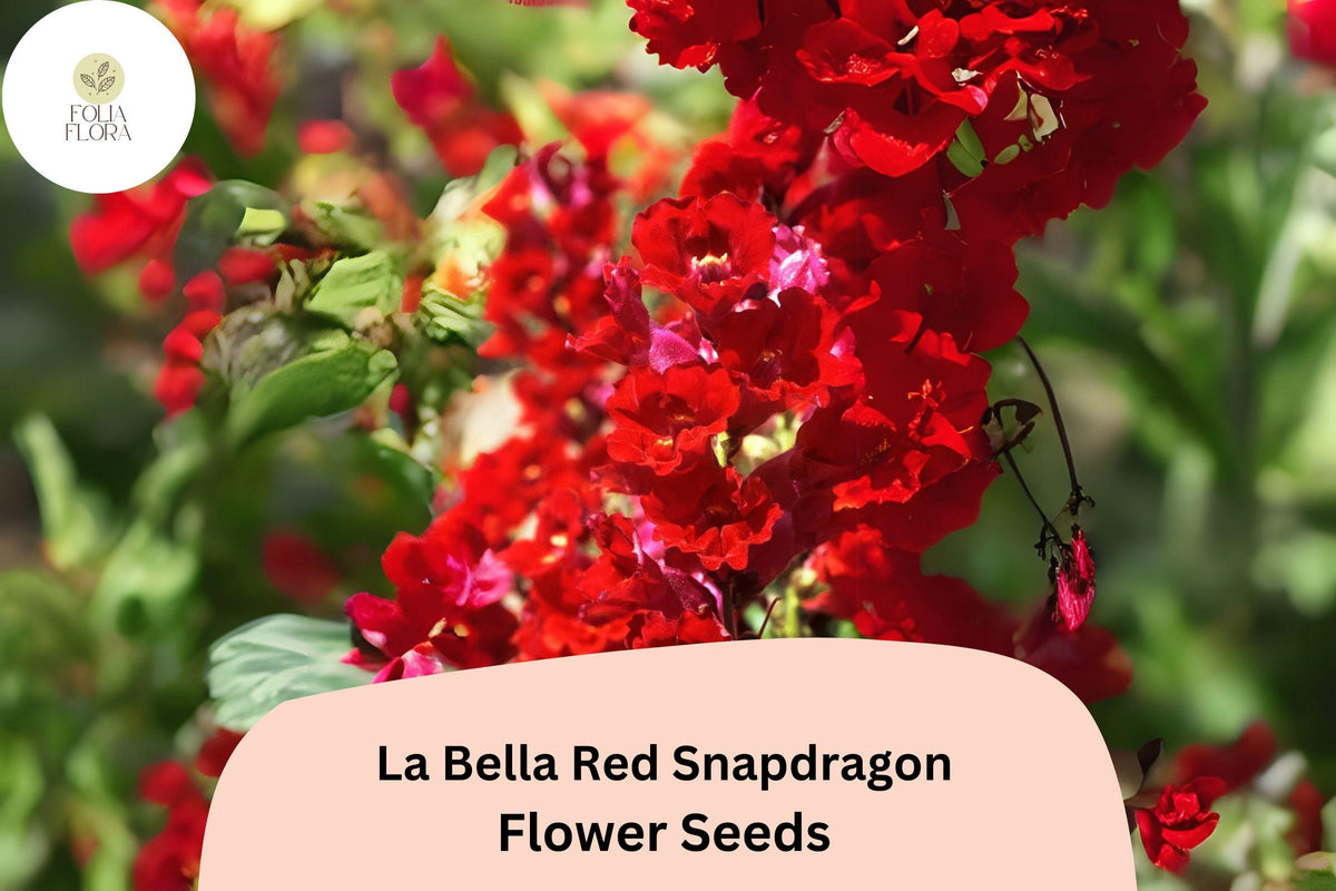 La Bella Red Snapdragon Seeds – 1000+ Vibrant Red Blooms, Pollinator-Friendly, Antirrhinum majus, Cool-Season Flower Seeds