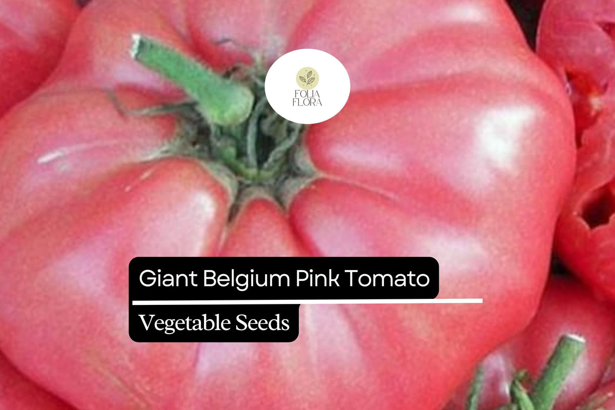 Giant Belgium Pink Tomato Seeds – Heirloom, Non-GMO, Large Pink Fruits, Sweet Low-Acid Flavor, Solanum lycopersicum