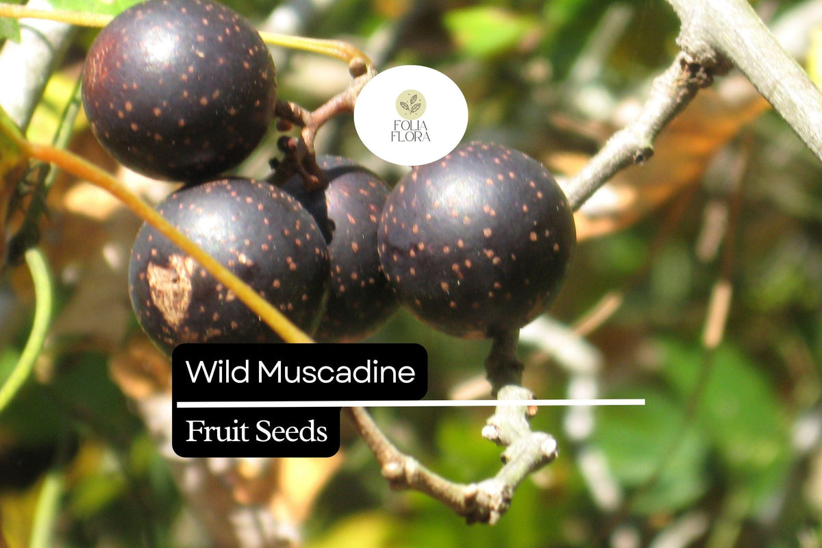 Wild Muscadine Grape Seeds – Native Vitis rotundifolia, Edible Fruit, Climbing Vine for Gardens and Vineyards