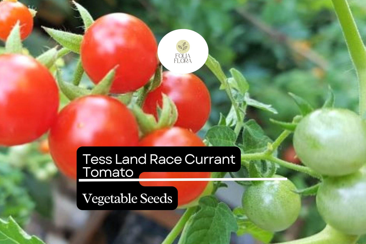 Tess' Land Race Currant Tomato Seeds | Heirloom Tiny Cherry High-Yield Vegetable Seed