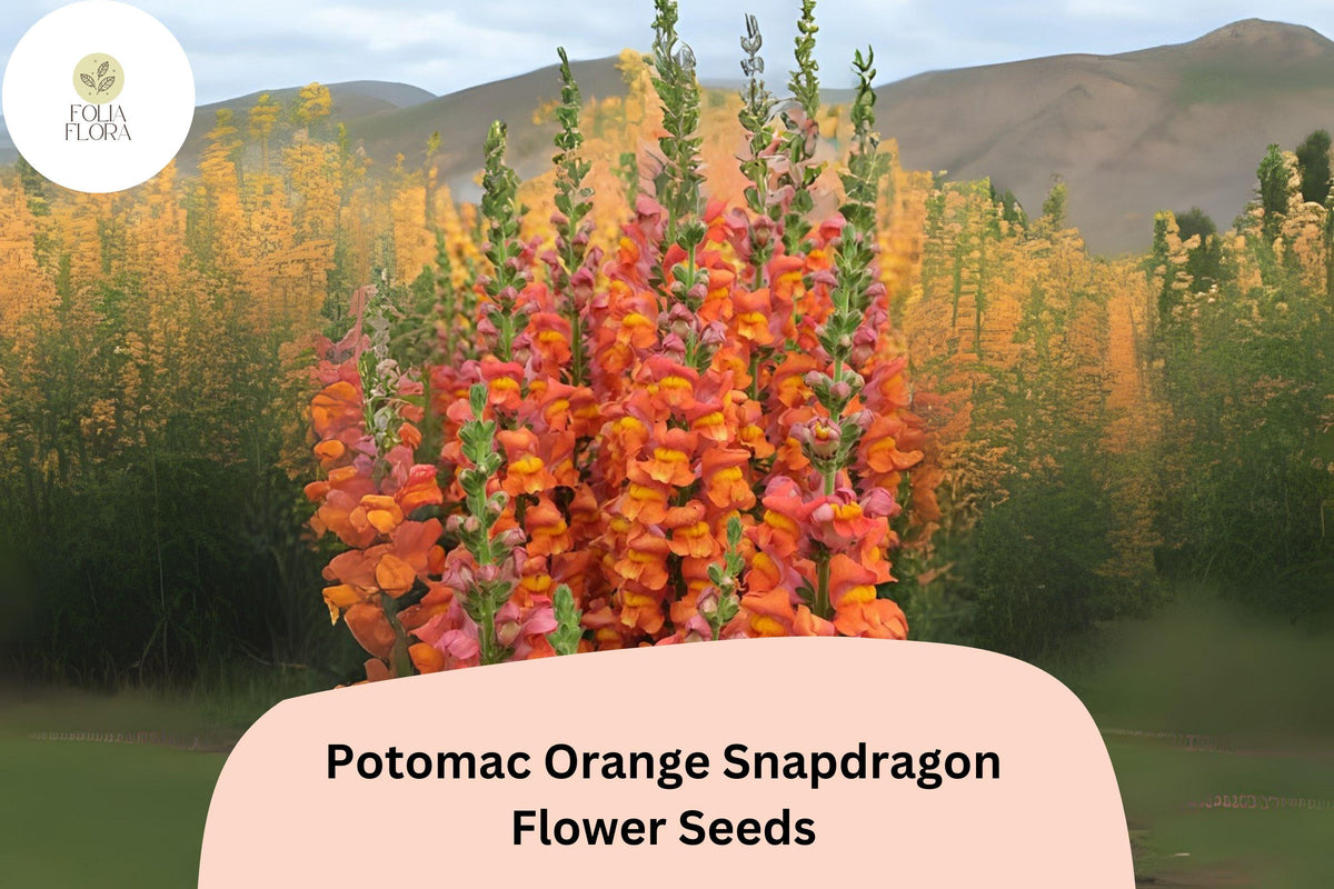 Antirrhinum majus Potomac Orange Snapdragon Seeds โ Bright Tangerine-Orange Blooms for Garden & Cut Flowers