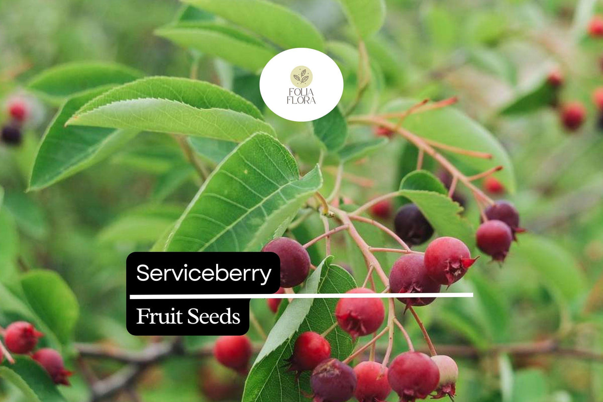 15 Seeds Serviceberry (Amelanchier arborea) Edible Berries Spring Blooms Native Drought-Tolerant Tree