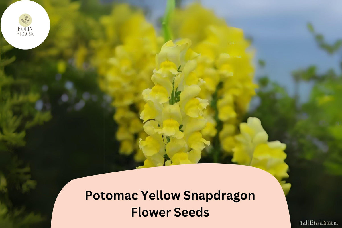 Antirrhinum majus Potomac Yellow Snapdragon Seeds – Bright Yellow, Double-Petaled, Pollinator-Friendly, 1000+ Seeds