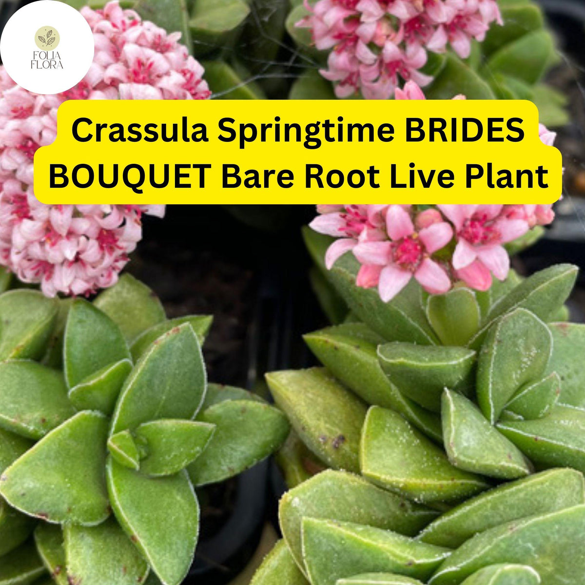 Crassula Springtime Succulent Bare Root with Pink Flowers, Easy-Care, Drought-Tolerant, Compact, Live Plant