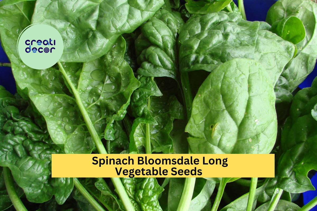 3pcs Spinach Bloomsdale Long Standing Seeds – Heirloom, Slow to Bolt, Tender Leaves, Organic Spinacia oleracea for Garden or Container Planting