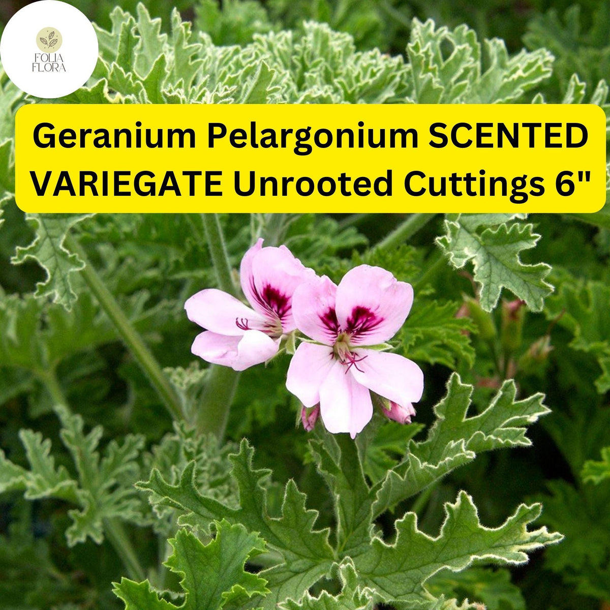 Geranium Pelargonium Scented Variegated Cutting – Fragrant, Variegated Foliage, Easy-Care Flowering Plant, Drought-Tolerant