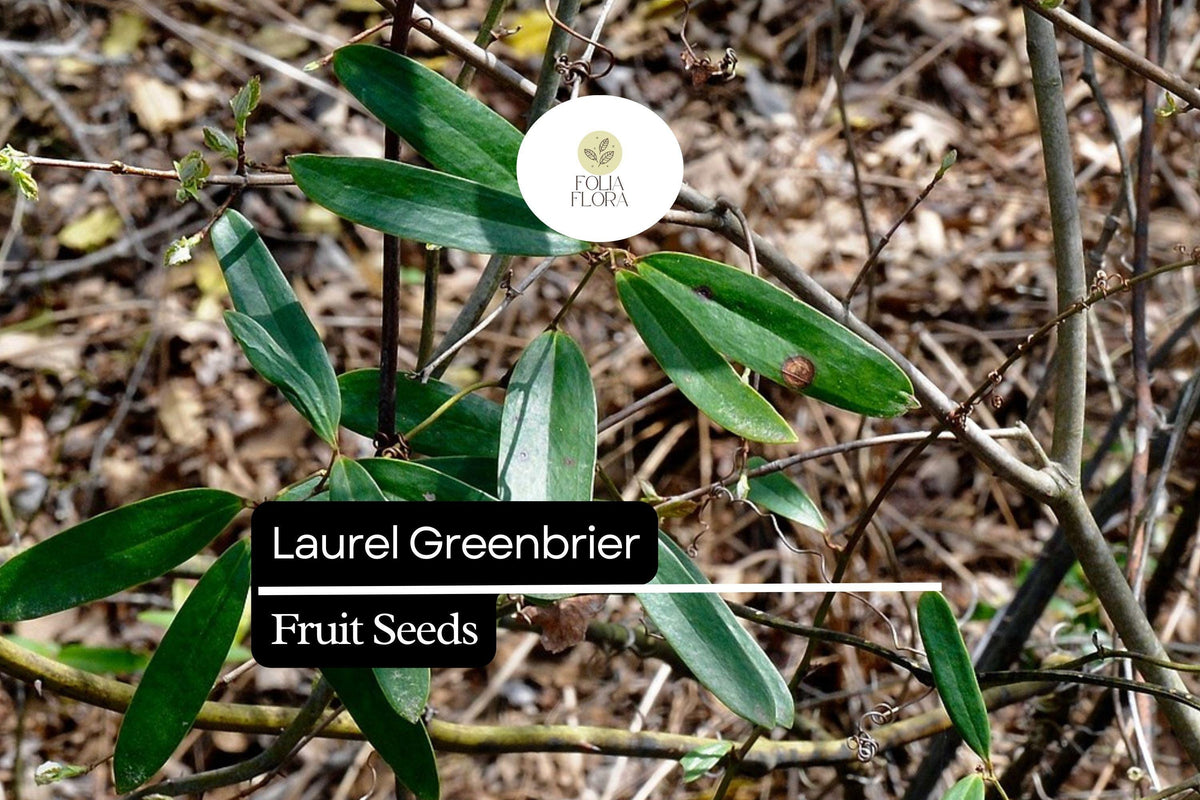 Laurel Greenbrier Seeds | Hardy Evergreen Vine for Wildlife, Natural Fencing & Erosion Control | Smilax laurifolia, 5 Seeds