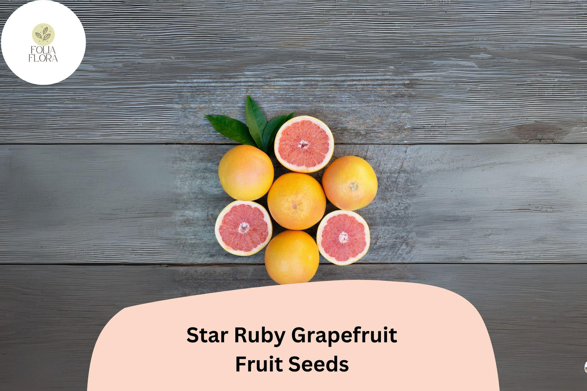 Star Ruby Grapefruit Seeds – Juicy Deep Red Citrus, Sweet-Tart Flavor, Citrus paradisi, Homegrown Fruit Tree
