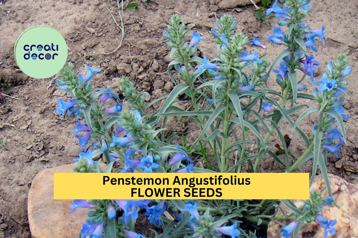 3 Pack Penstemon angustifolius Seeds – Drought-Tolerant Native Perennial with Blue to Violet Flowers for Xeriscaping & Pollinator Gardens
