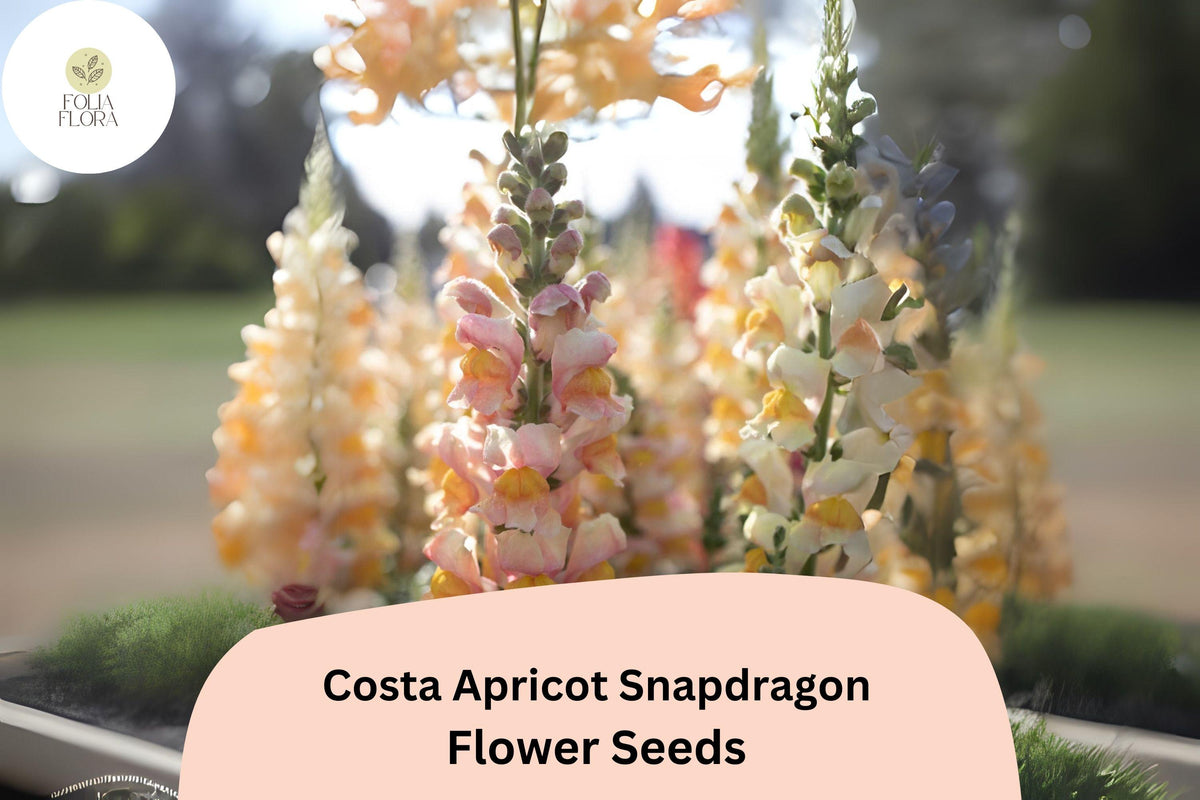 Costa Apricot Snapdragon Seeds | Peachy-Orange Antirrhinum majus for Garden Beds, Borders & Cut Flowers