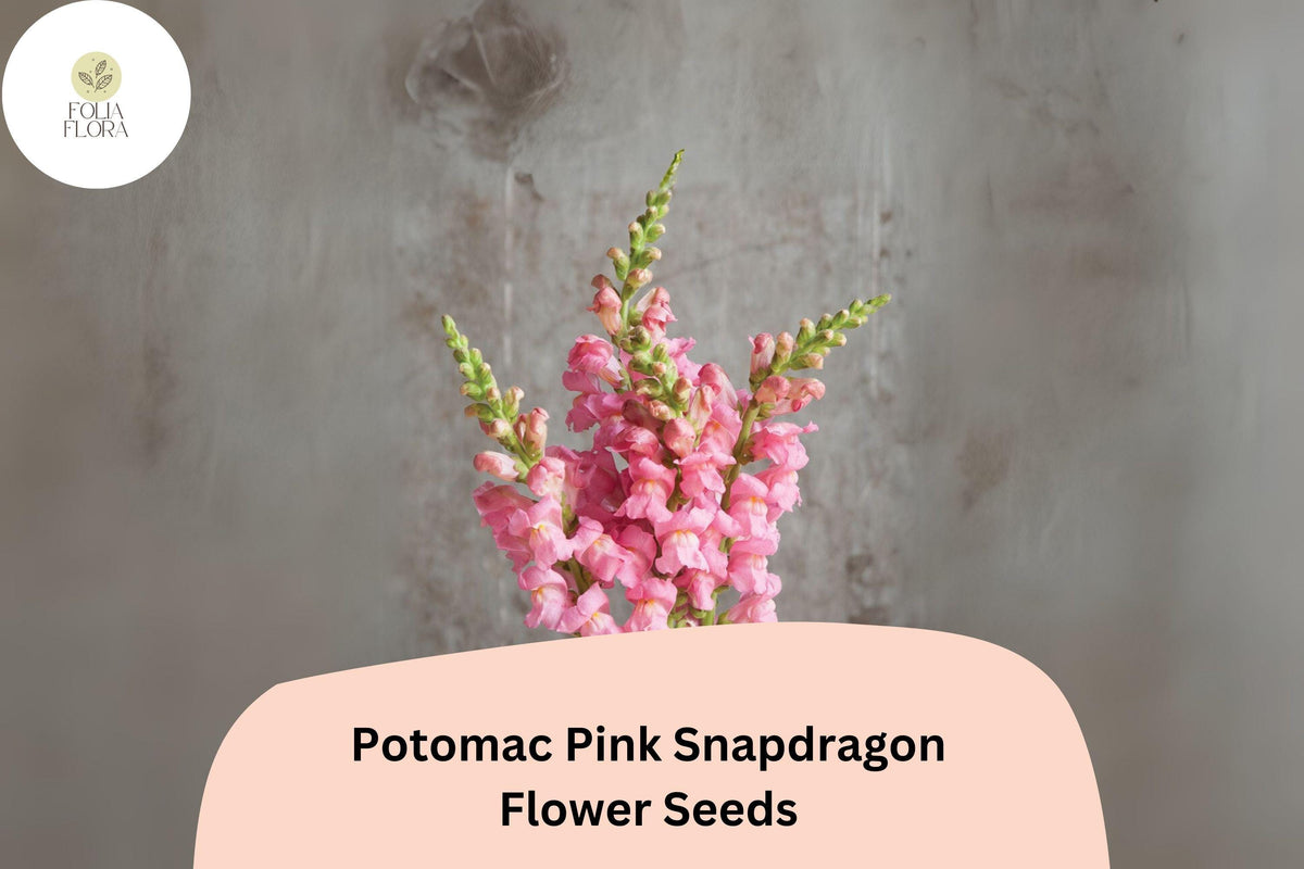 Antirrhinum majus Potomac Pink Snapdragon Seeds – 1000+ Soft Pink Double-Petaled Flowers for Garden & Cut Flowers