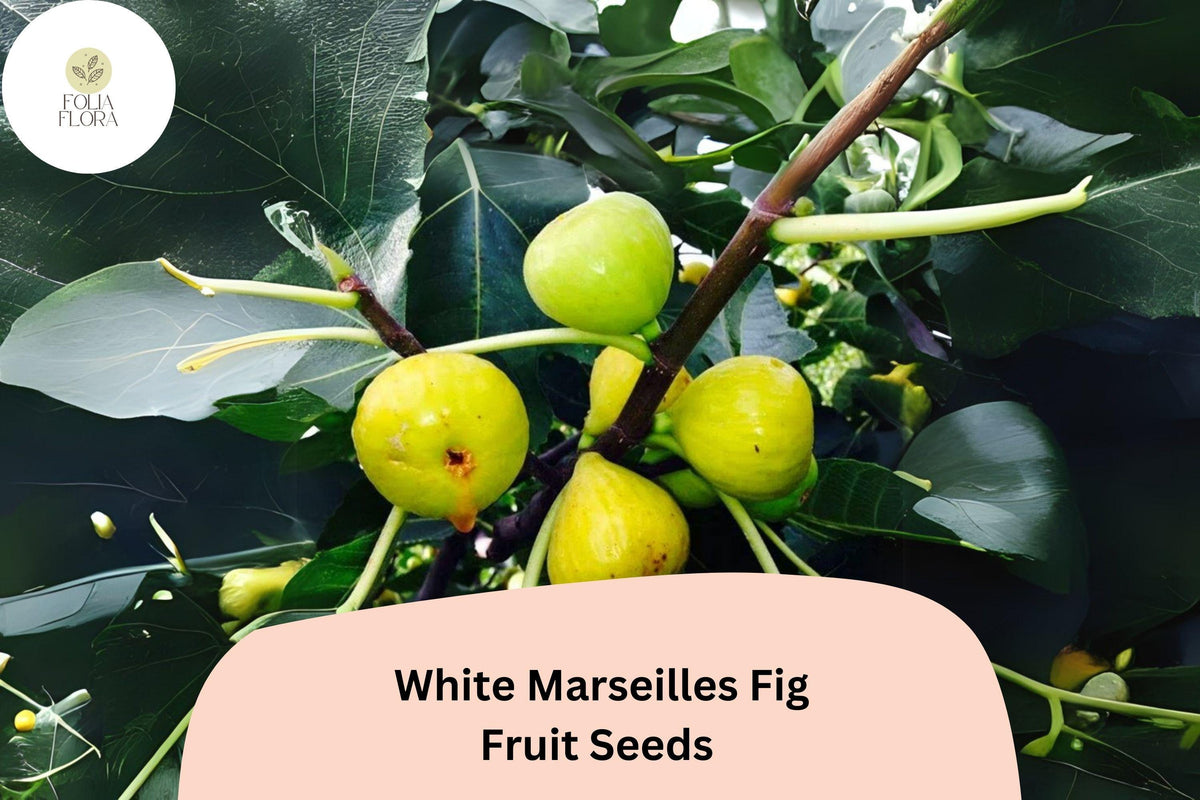 White Marseilles Fig Seeds – Ficus carica Heirloom Fruit for Garden & Container Growing