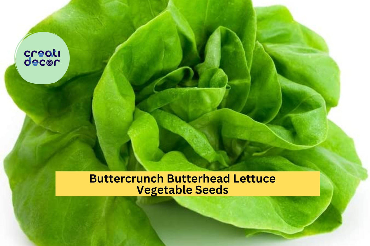3pcs of 1g Buttercrunch Butterhead Lettuce Seeds – Heirloom, Bolt-Resistant, Tender Green Lettuce for Gardens, Pots, and Raised Beds