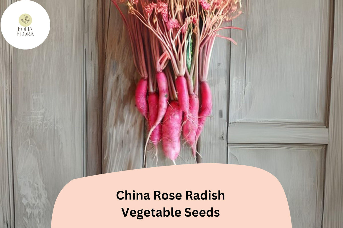 500+ China Rose Radish Seeds – Heirloom Winter Root Vegetable with Pink Skin & Crisp Flesh