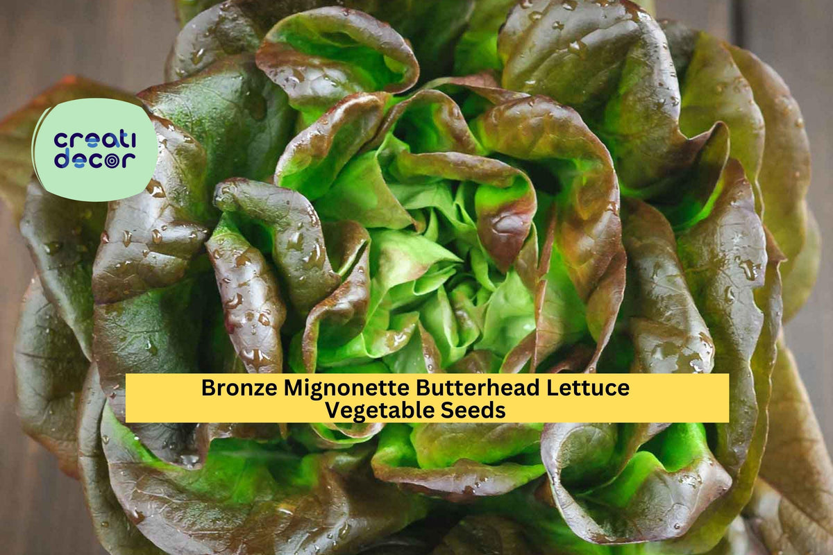 3pcs Bronze Mignonette Butterhead Lettuce Seeds – Heirloom Lactuca sativa for Salad Gardens & Containers