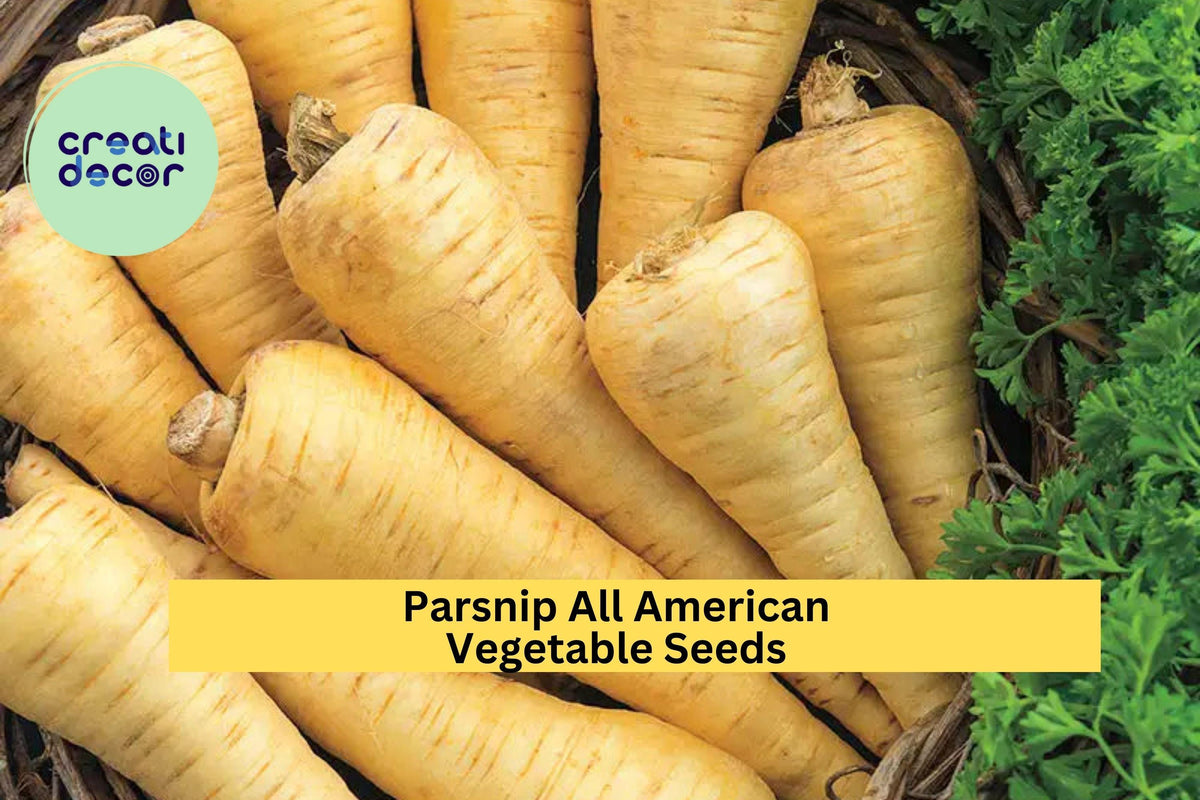 3pcs of 1g Parsnip Seeds All American Heirloom Root Vegetable for Roasting & Soups Pastinaca sativa