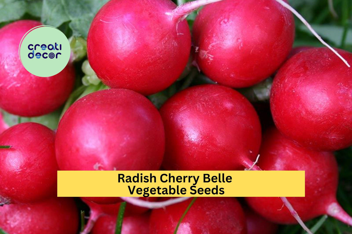 3pcs Cherry Belle Radish Seeds – Fast Growing Round Radish for Salad, Snacks, Container Gardening – Raphanus sativus