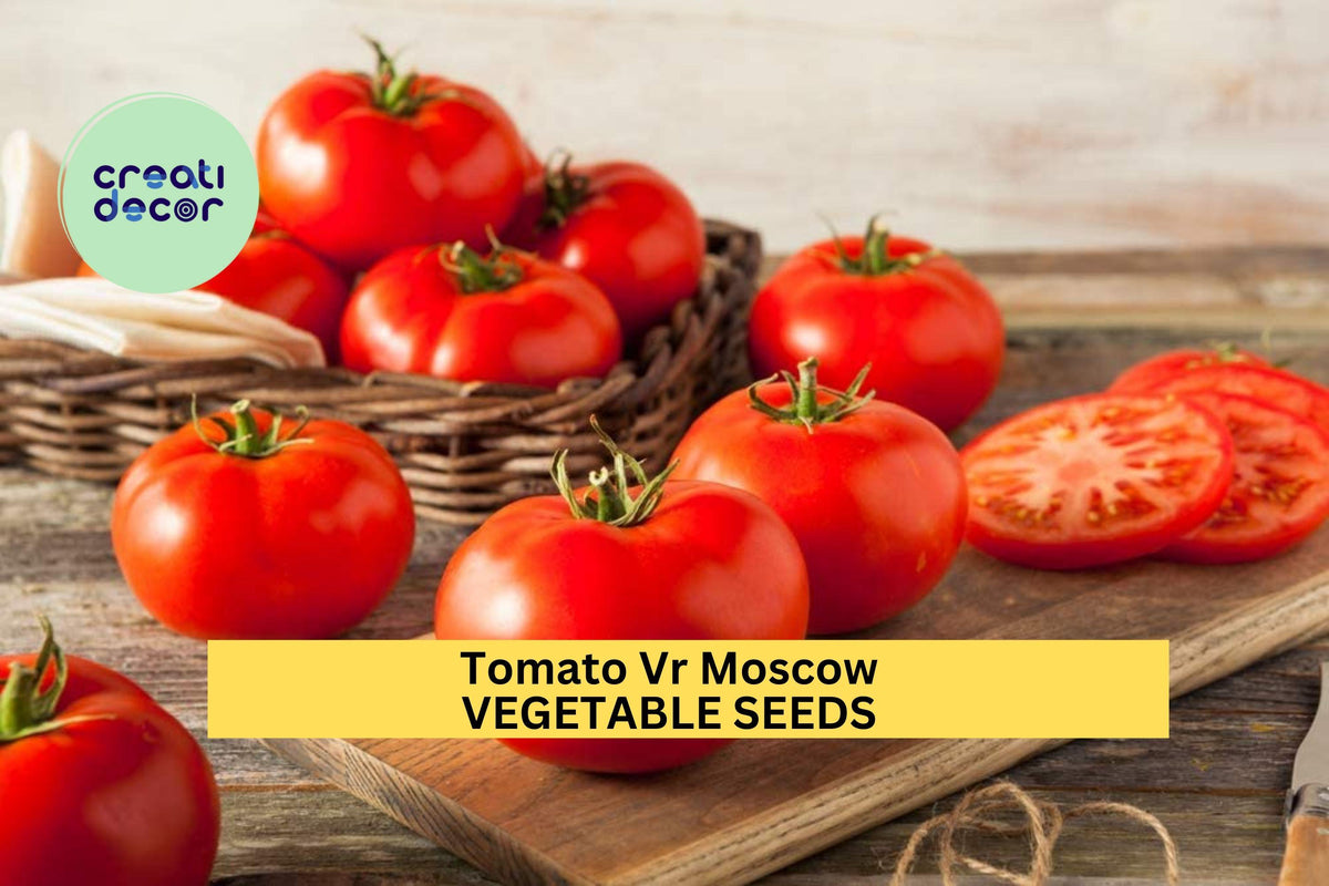 3pcs of Tomato VR Moscow Seeds – Early Heirloom, Cold Tolerant, Rich Flavor, Slicing & Salad Tomatoes, Solanum lycopersicum