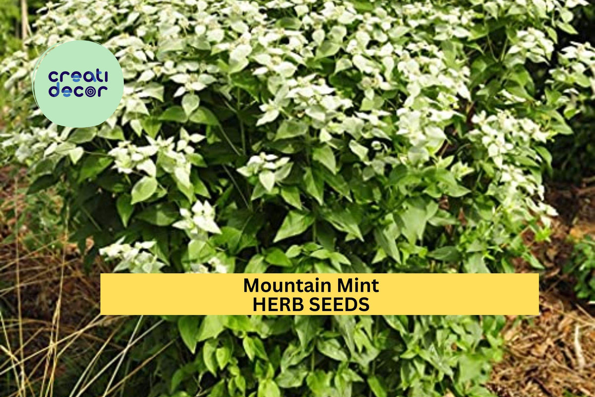 3pcs Mountain Mint Herb Seeds – Aromatic Pollinator-Friendly Culinary & Tea Herb – Pycnanthemum spp.