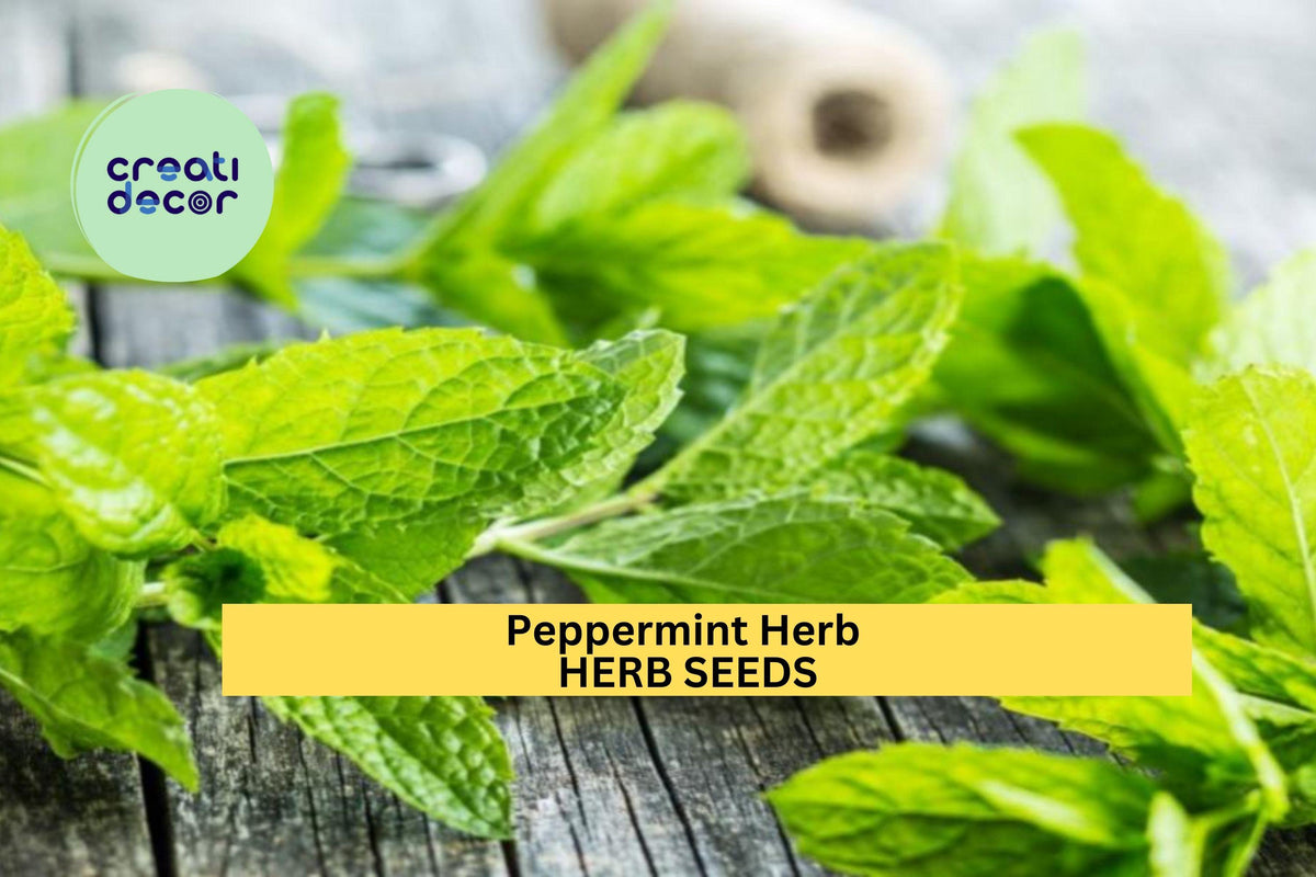3pcs Peppermint Herb Seeds – Mentha × piperita, Aromatic Mint for Tea, Cooking & Remedies, Easy to Grow Indoor & Outdoor