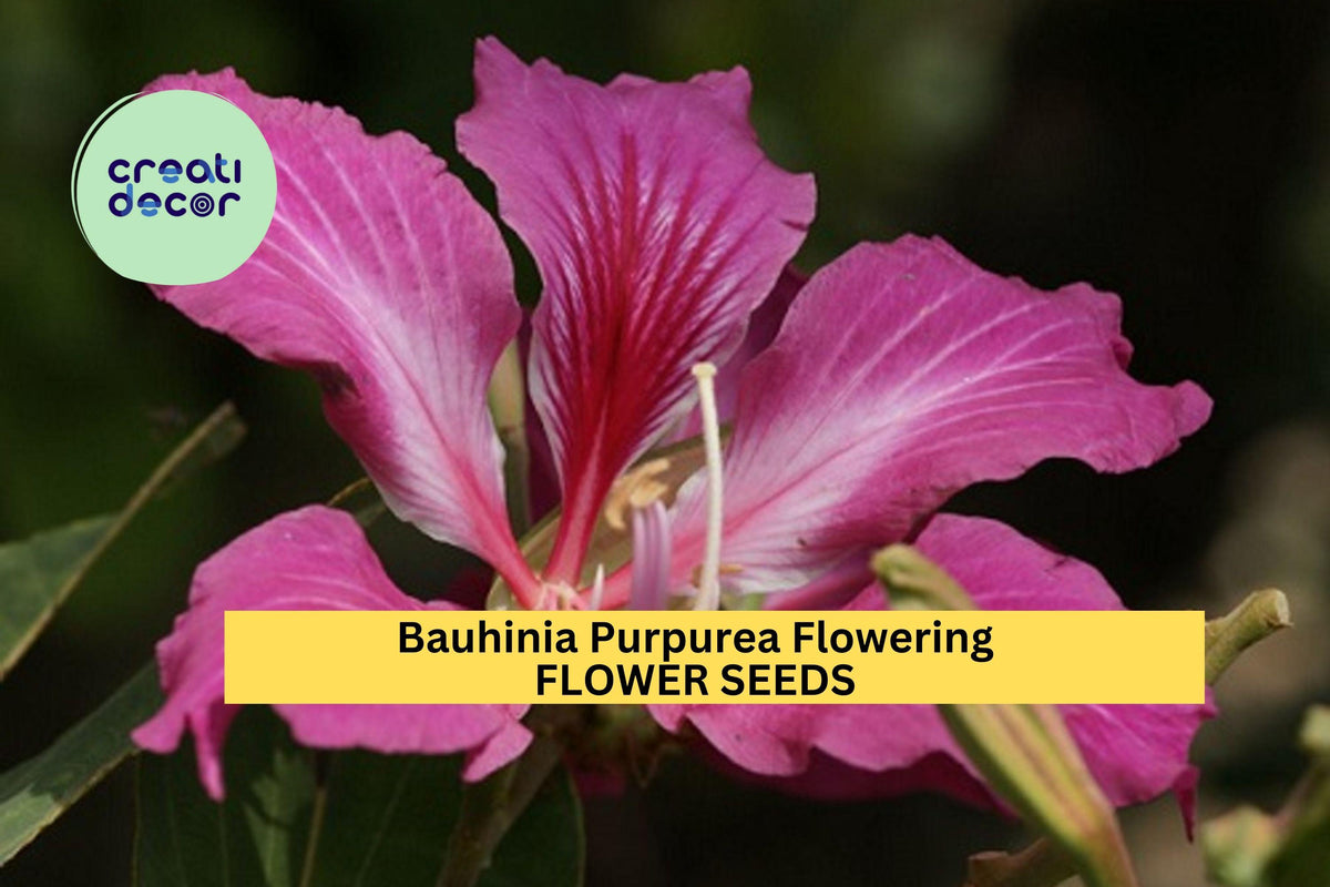 3pcs Bauhinia Purpurea Seeds – Purple Orchid Tree Seeds for Gardening, Landscaping & Patio, Exotic Flowering Tree, Tropical Ornamental Plant