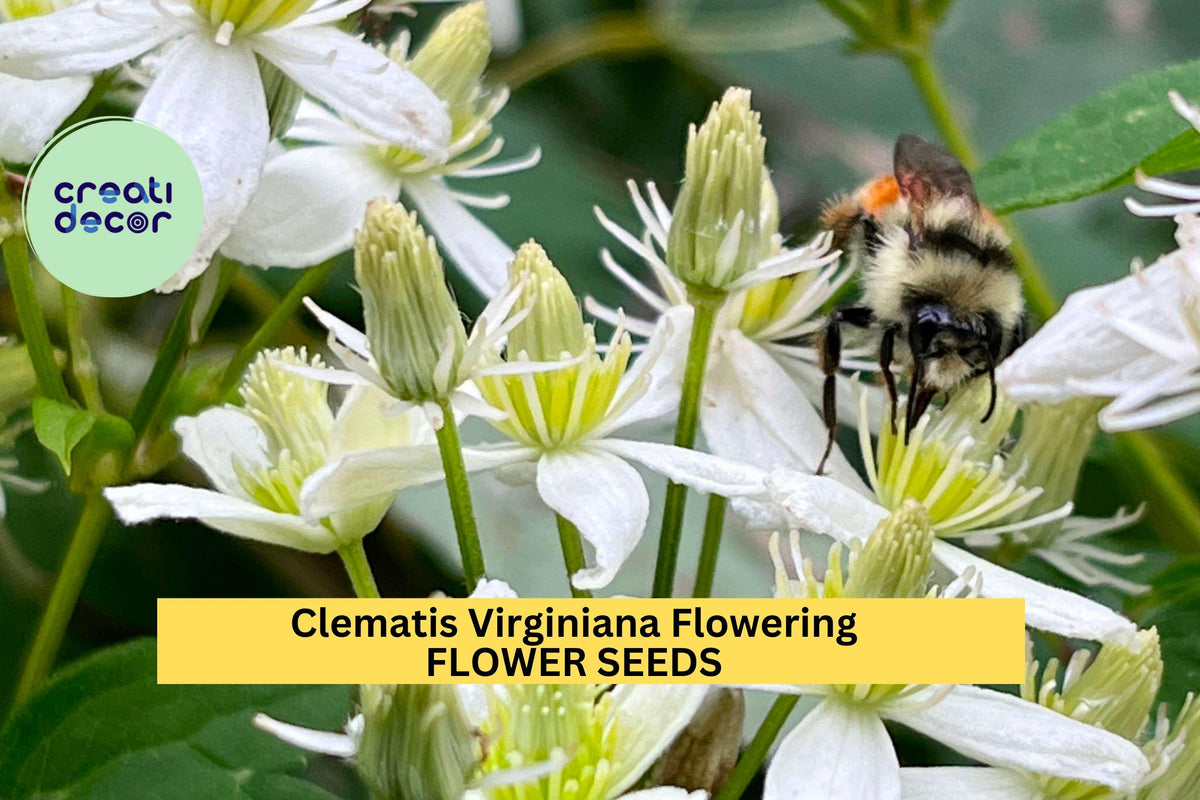 50 Seeds Clematis virginiana – Native flowering vine seeds with fragrant white blooms, butterfly and pollinator attractor, hardy perennial plant