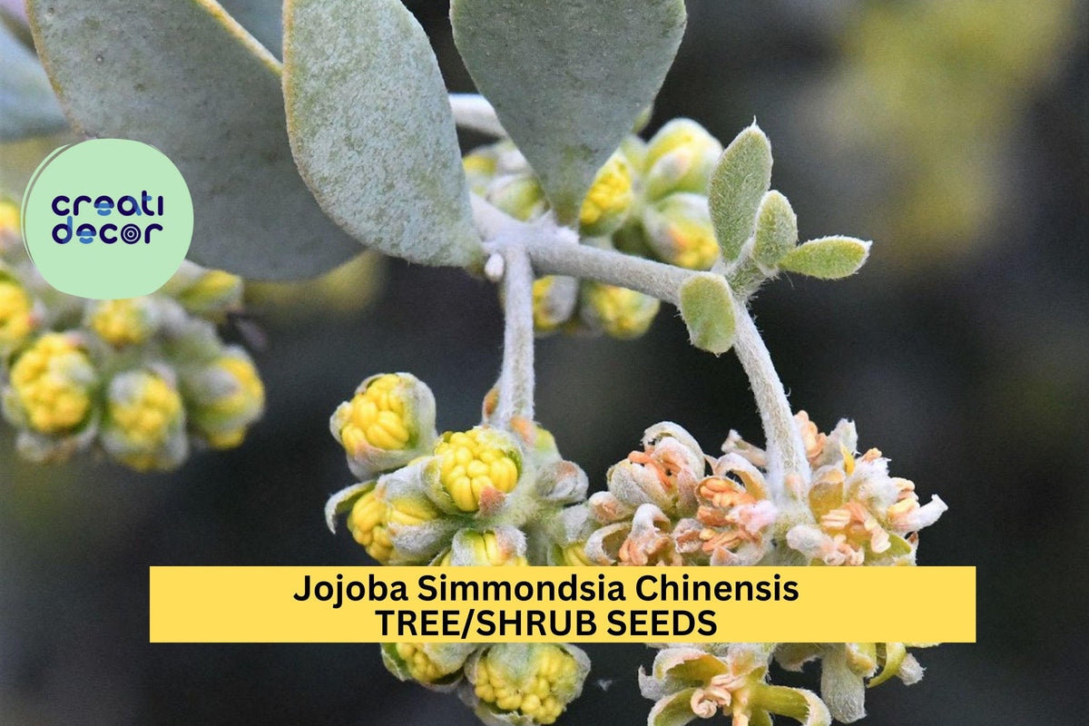 3 Pack Jojoba Seeds Simmondsia chinensis Drought-Tolerant Evergreen Shrub for Xeriscaping & Wildlife Gardens