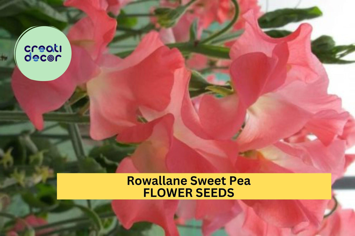 50+ Sweet Pea Seeds Magenta-Violet Fragrant Climbing Vines Lathyrus odoratus for Garden, Trellises, Fences
