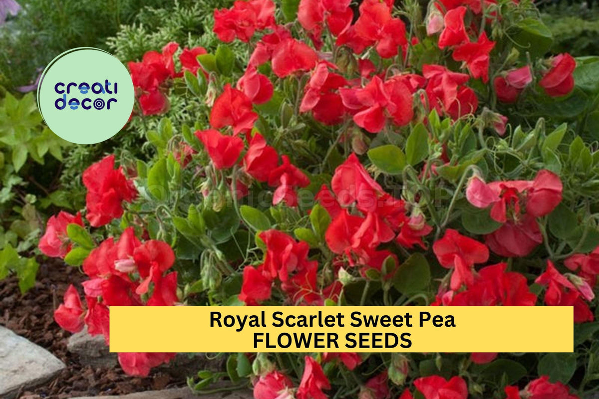 Royal Scarlet Sweet Pea Seeds – Fragrant Climbing Vines, Scarlet Red Blooms, Garden Planting, Pollinator-Friendly, 50+ Seeds