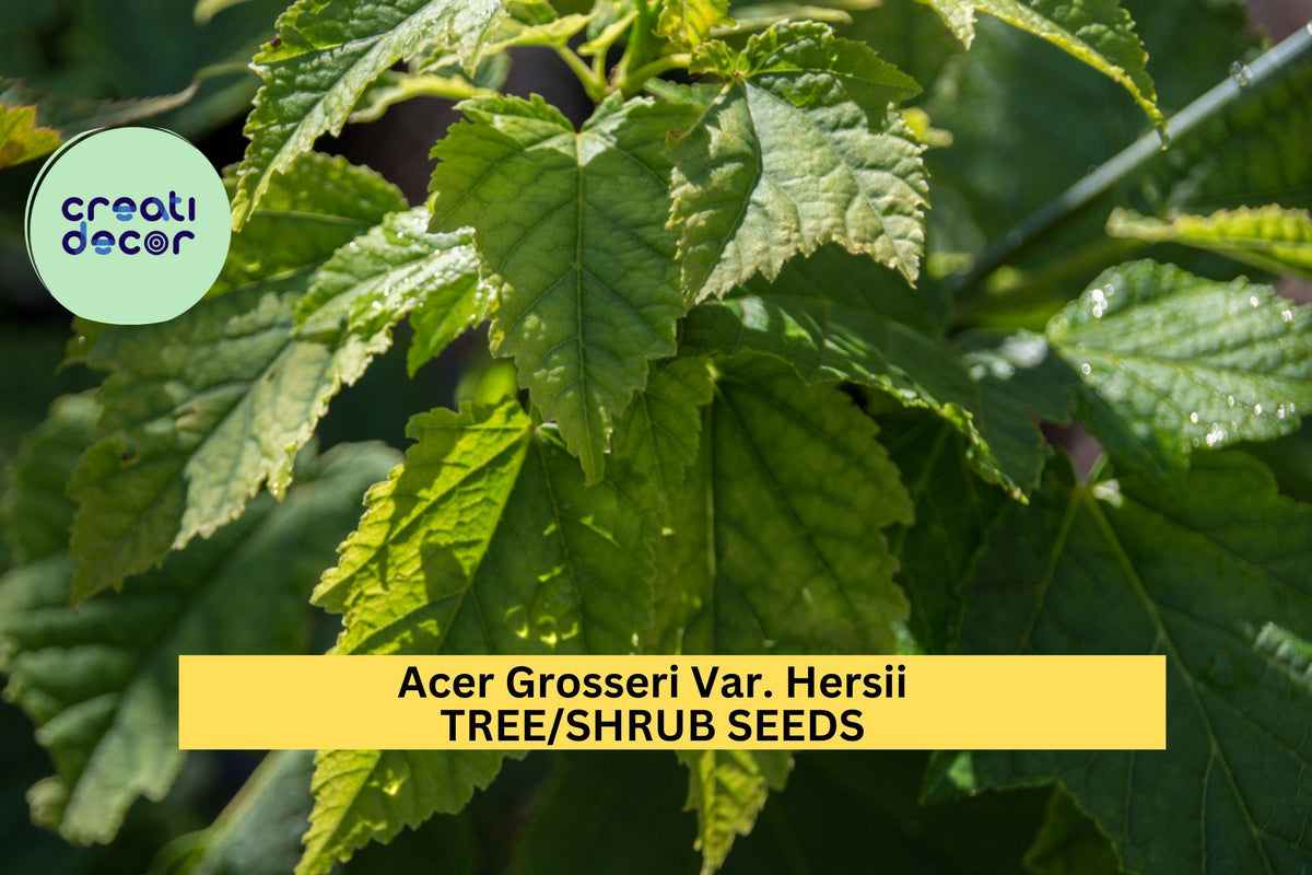 3pcs Acer grosseri Snakebark Maple Seeds – Rare Ornamental Shade Tree, Green & White Striped Bark, Vibrant Fall Foliage