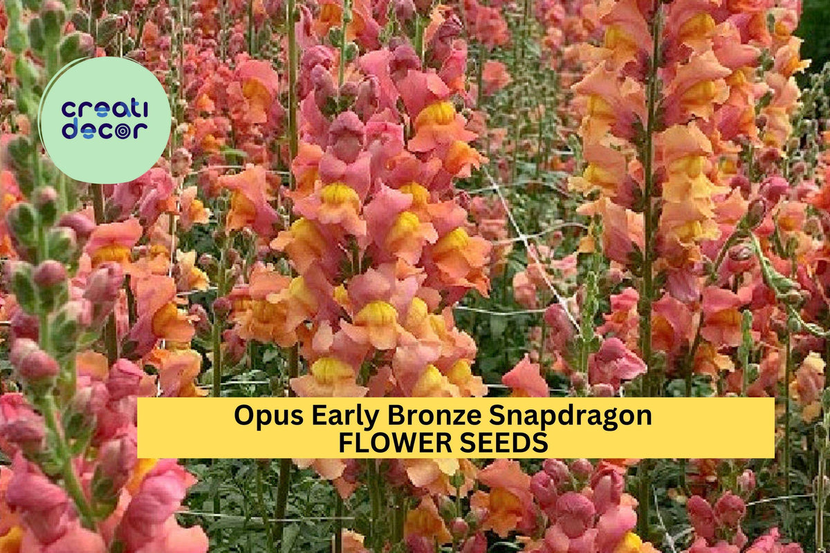 Opus Early Bronze Snapdragon Seeds – Bronze-Peach Blooms, Annual Flower, Antirrhinum majus, Full Sun, 1000+ Seeds