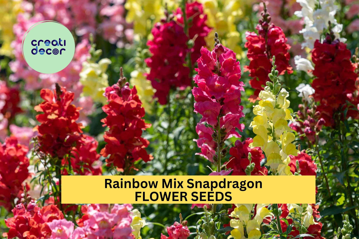 1000+ Rainbow Mix Snapdragon Seeds – Colorful Flower Spikes for Borders, Cut Flowers & Pollinator Gardens – Antirrhinum majus