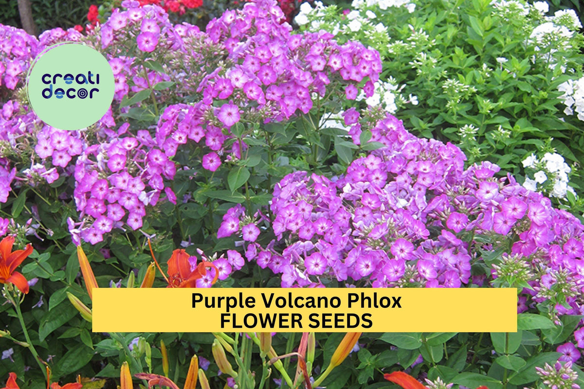 Purple Volcano Phlox Seeds – 100+ Fragrant Purple Clusters, Pollinator-Friendly Perennial, Phlox paniculata, Garden Flower Seeds