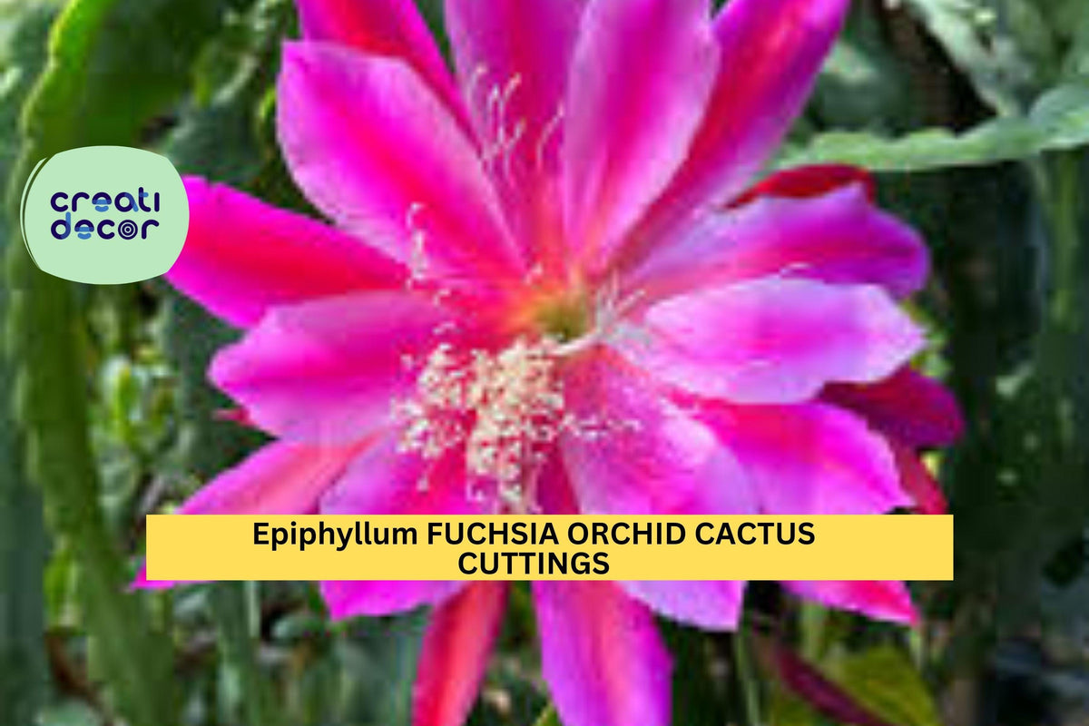 Rare Epiphyllum Fuchsia Orchid Cactus Cuttings – 5"–8" Unrooted Trailing Succulents for Stunning Pink Blooms