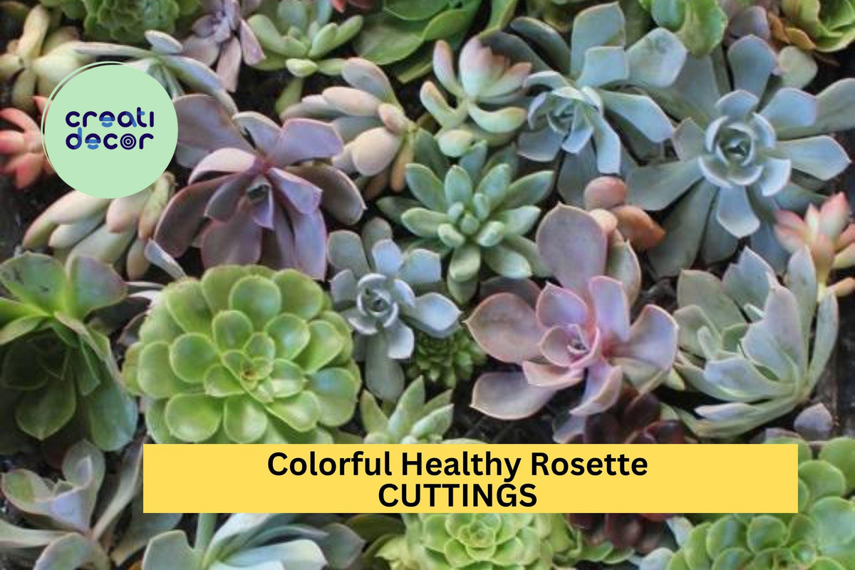 10 Rosette Succulent Cuttings Pack – Colorful Echeveria, Graptopetalum, Sedeveria for Pots, Gifts & DIY Projects – Free Bonus – USA