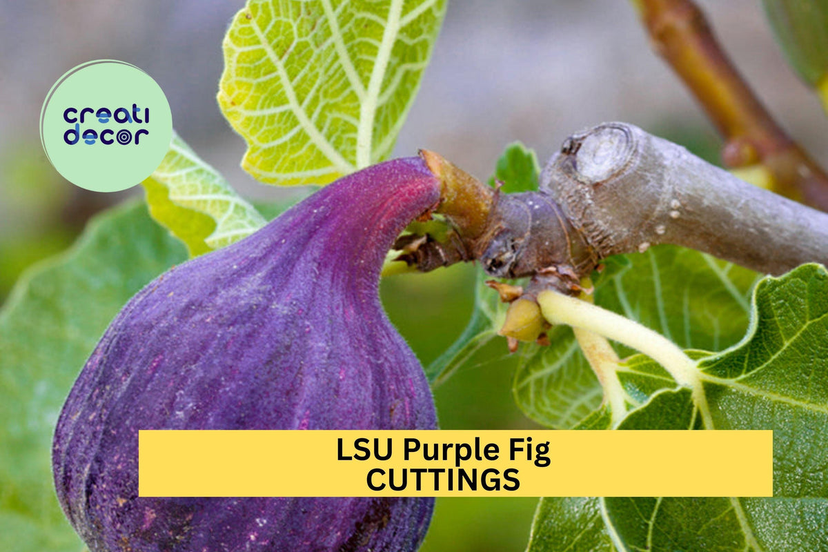 LSU Purple Fig Scion Cuttings – Unrooted Hardwood Grafting Propagation Ficus carica ‘LSU Purple’