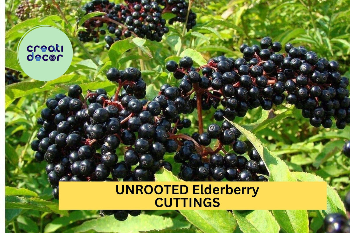 Unrooted Elderberry Cuttings 10-Pack | Sambucus canadensis Native Shrubs for Garden, Hedge, Wildlife, Edible Landscaping