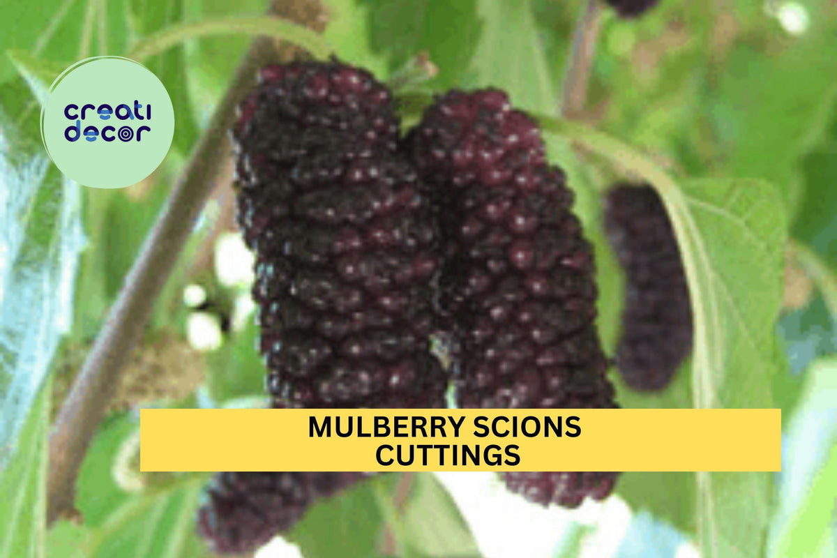 Unrooted Mulberry Scions Set – 5 Varieties for Grafting & Propagation – Morus spp. Hardwood Cuttings for Fruit Trees