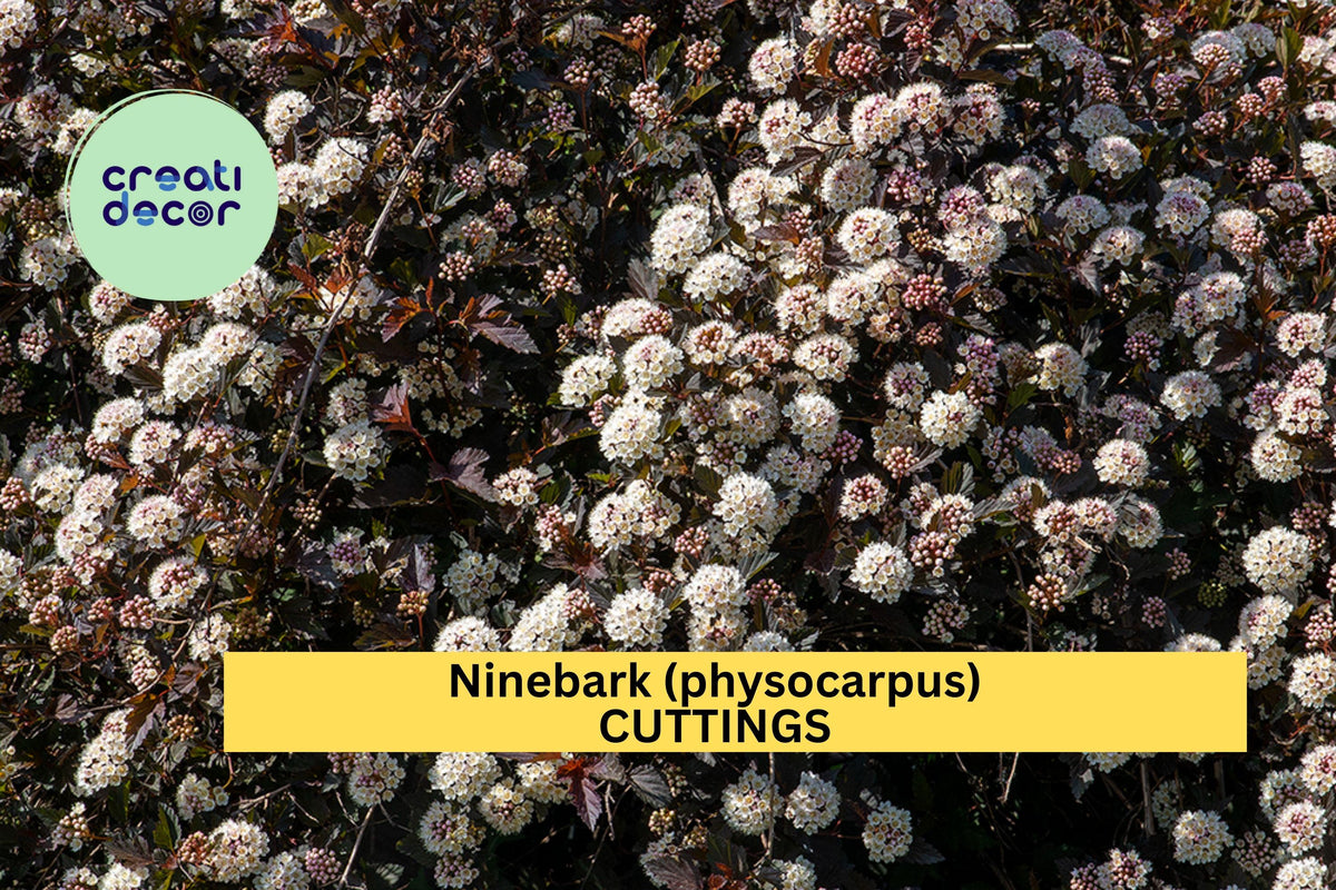 Summer Wine Ninebark Cuttings – 8-Inch Burgundy Foliage Shrub for Propagation, Hedges & Borders – Physocarpus opulifolius