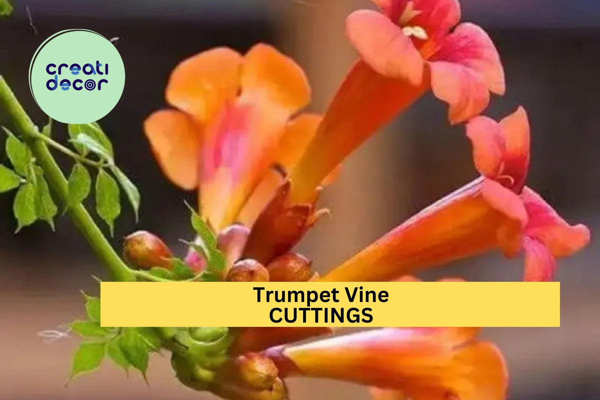 Trumpet Vine Cuttings – Campsis radicans Hummingbird Vine, Organic Non-GMO Climber with Orange Blooms for Trellises