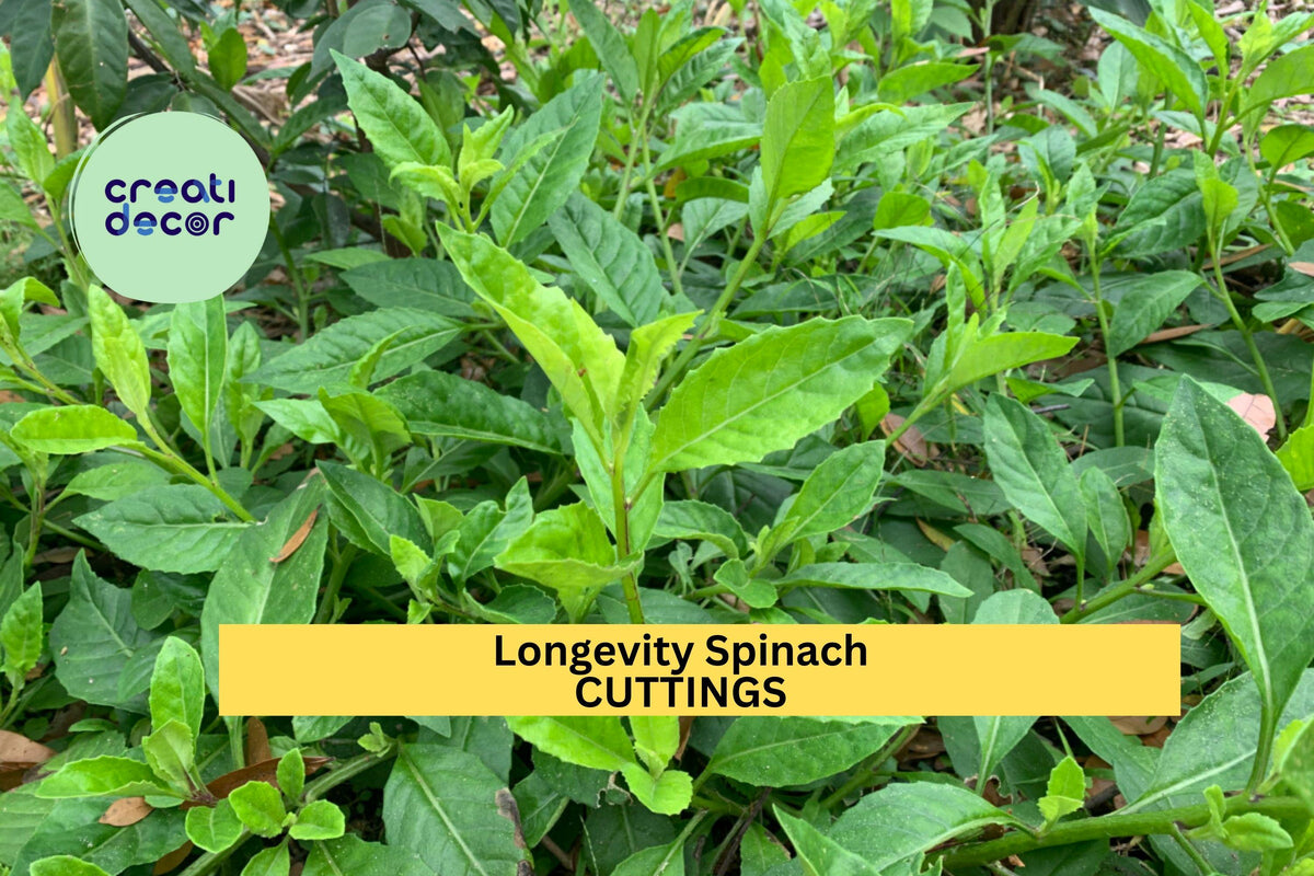 Longevity Spinach Cuttings | 4 Fresh Unrooted Gynura Procumbens Perennial Edible Greens