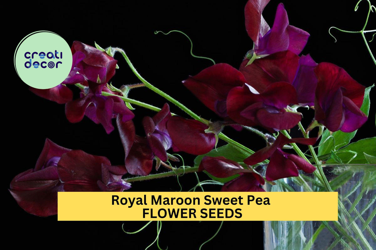 Royal Maroon Sweet Pea Seeds – Climbing Vine with Deep Burgundy Blooms – Lathyrus odoratus for Bouquets, Cottage Gardens & Trellises