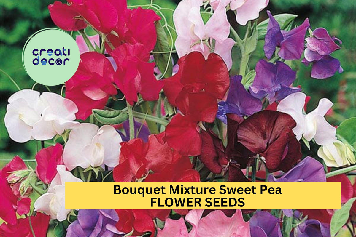 Bouquet Mixture Sweet Pea Seeds – Colorful Blooms for Bouquets, Containers & Borders – Lathyrus odoratus, Compact Vines, 50+ Seeds