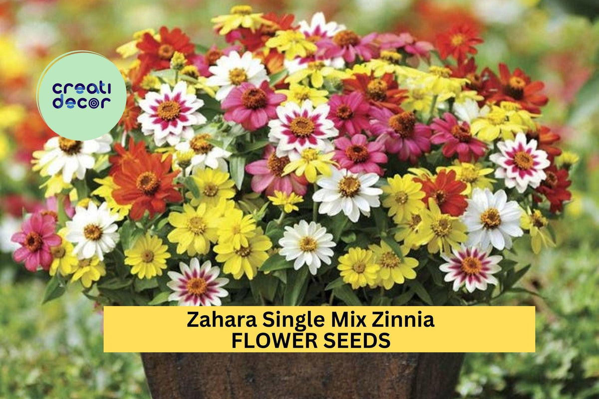100+ Zahara Single Mix Zinnia Seeds – Bright Colorful Single Petal Flowers, Drought & Heat Tolerant Annuals for Garden, Borders & Containers
