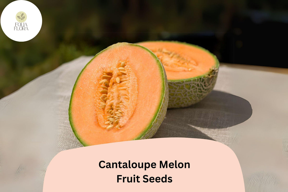 25 Cantaloupe Melon Seeds – Heirloom Variety, Fruit Seeds for Summer Garden, Cucumis melo, Juicy Orange Flesh