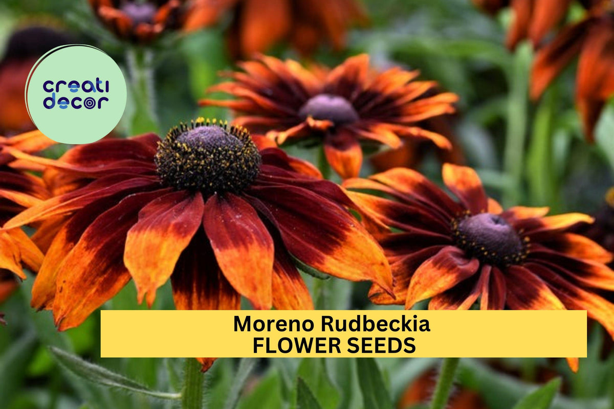 200+ Moreno Rudbeckia Seeds – Mahogany Red & Gold Blooms for Garden, Borders, Pollinators, Rudbeckia hirta, Full Sun