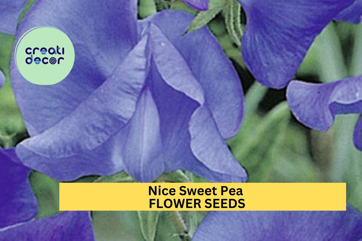 Sweet Pea Seeds – Bi-Color Pink & Lavender Fragrant Climbing Vines for Gardens, Trellises, Fences – Lathyrus odoratus, 50+ Seeds