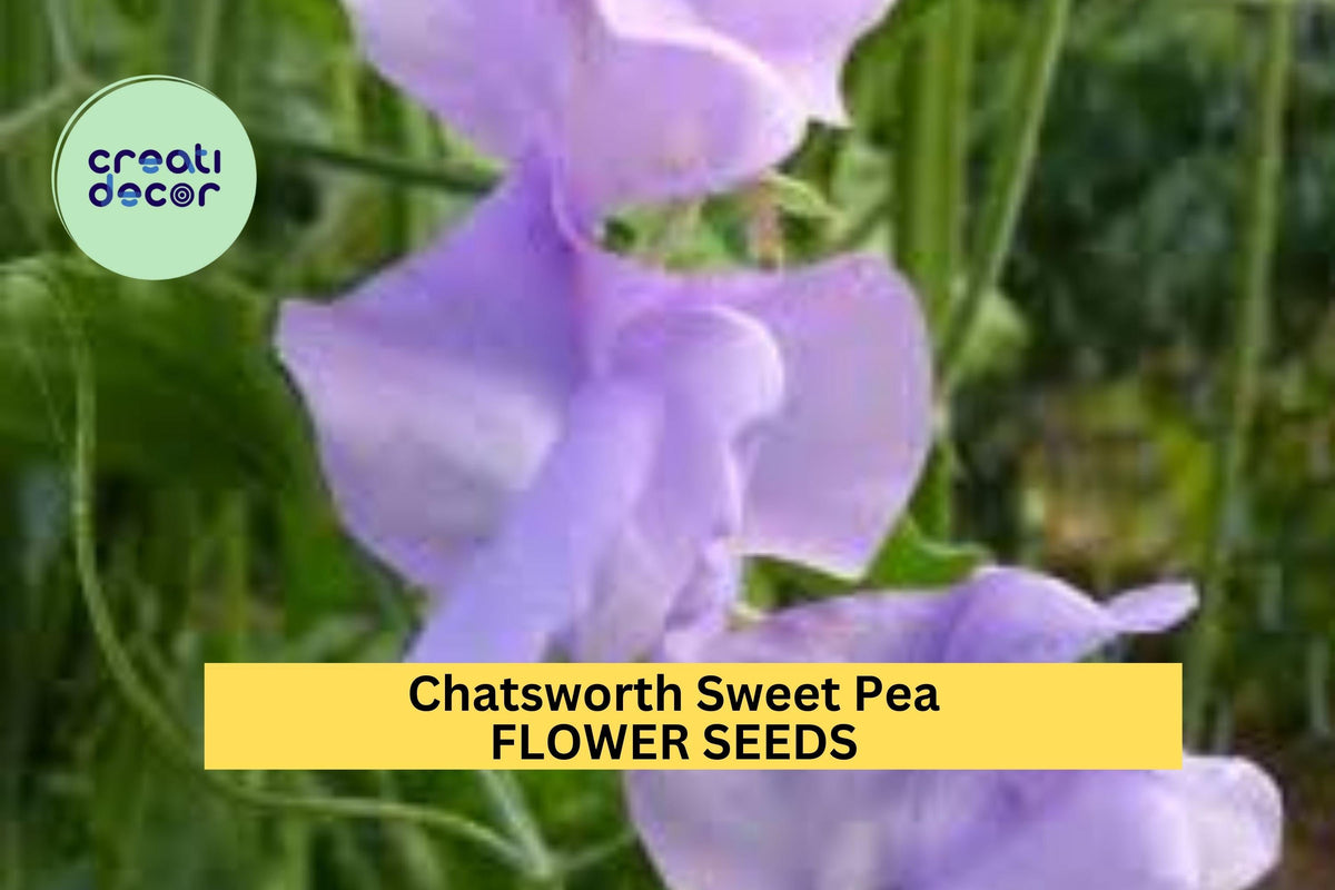 50+ Chatsworth Sweet Pea Seeds – Fragrant Lavender-Blue Blooms, Climbing Vines for Gardens & Bouquets, Lathyrus odoratus