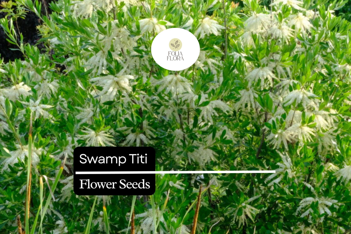 Swamp Titi Seeds | Native Wetlands Shrub for Pollinators | Cyrilla racemiflora | White Flowers, Wildlife Garden