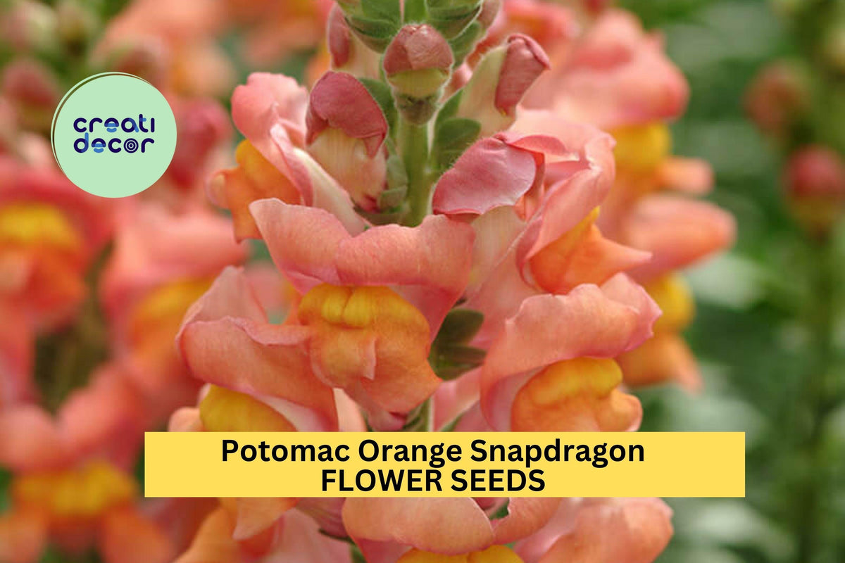 1000+ Potomac Orange Snapdragon Seeds – Tall Orange Blooms for Garden, Cut Flowers & Borders – Antirrhinum majus